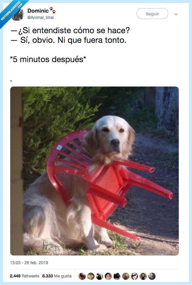tonto,parecer,perro,silla