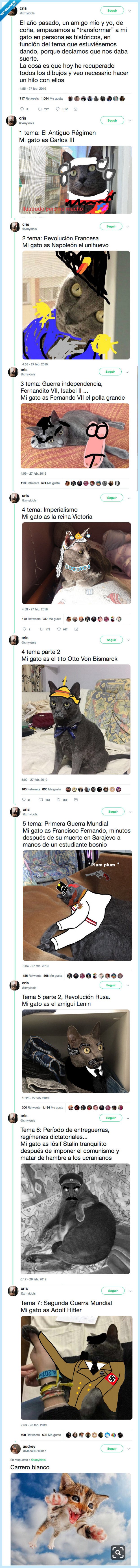 gato,genialidad,chica,creer