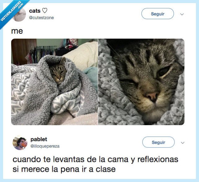 gato,reptresentar,reflexionar