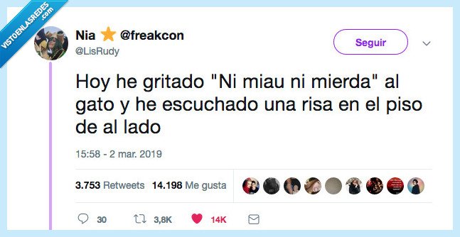 risa,estar,miau,gato