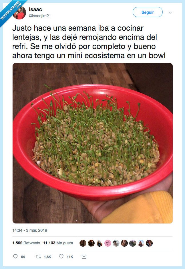 profe,cono,gustar,esto