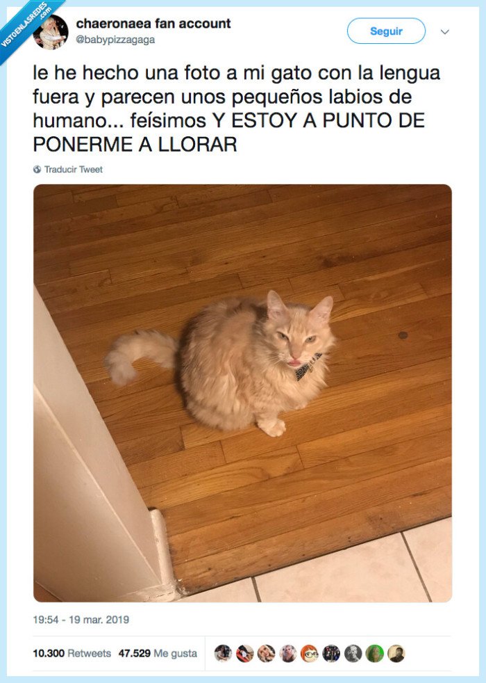 gato,labio,dios
