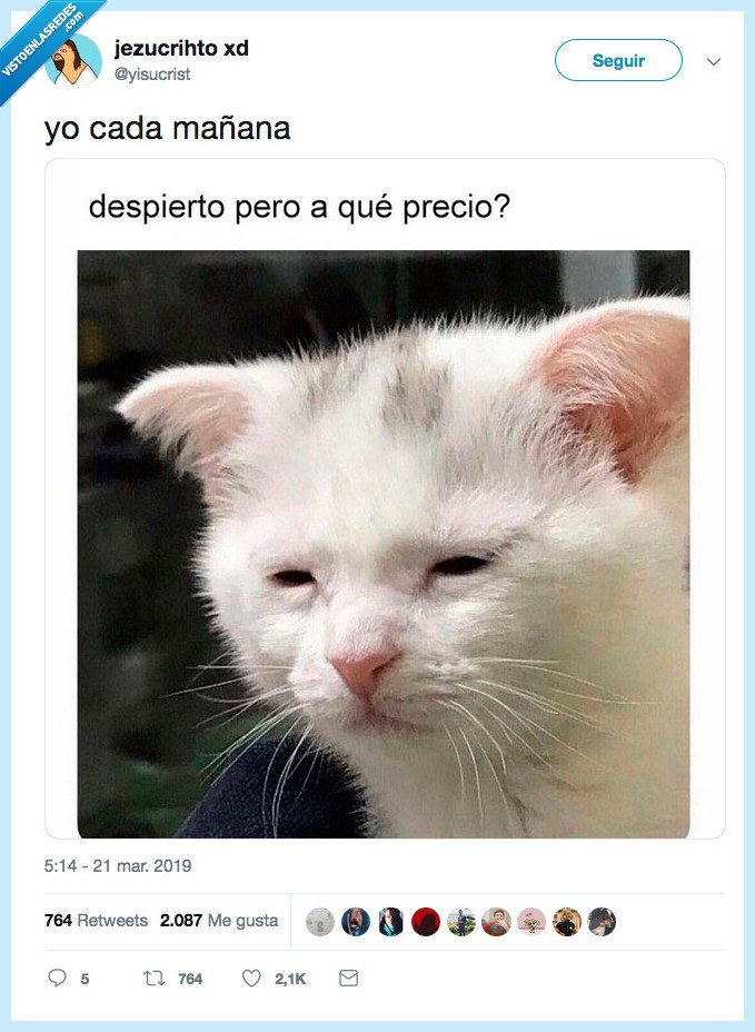 gato,representar,vida