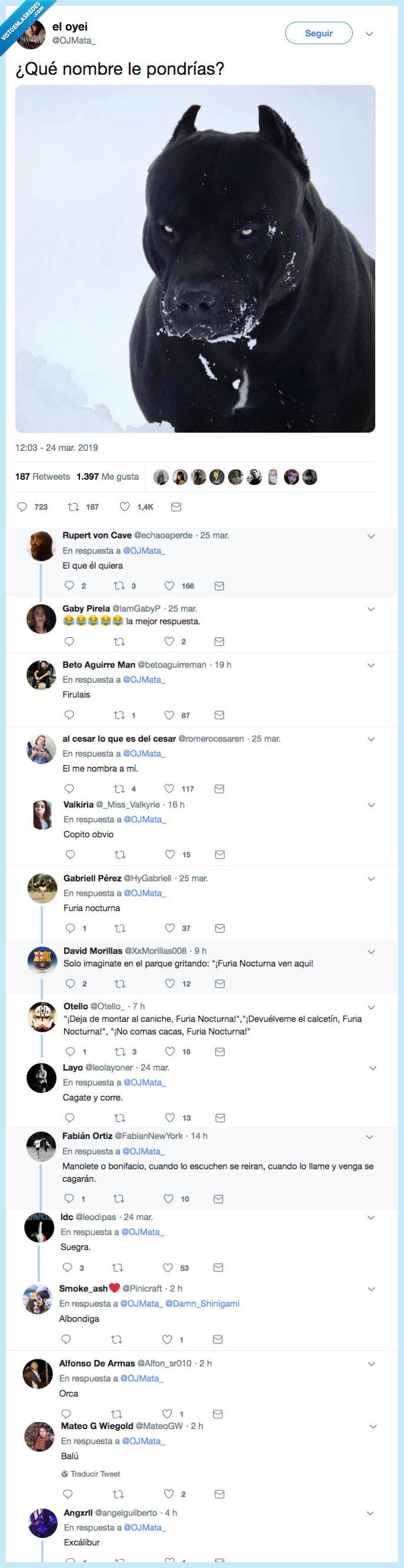 perro,poner,que nombre