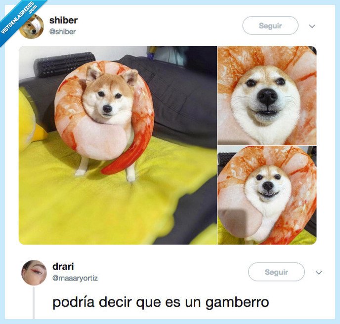 gamberro,adorable,perrete