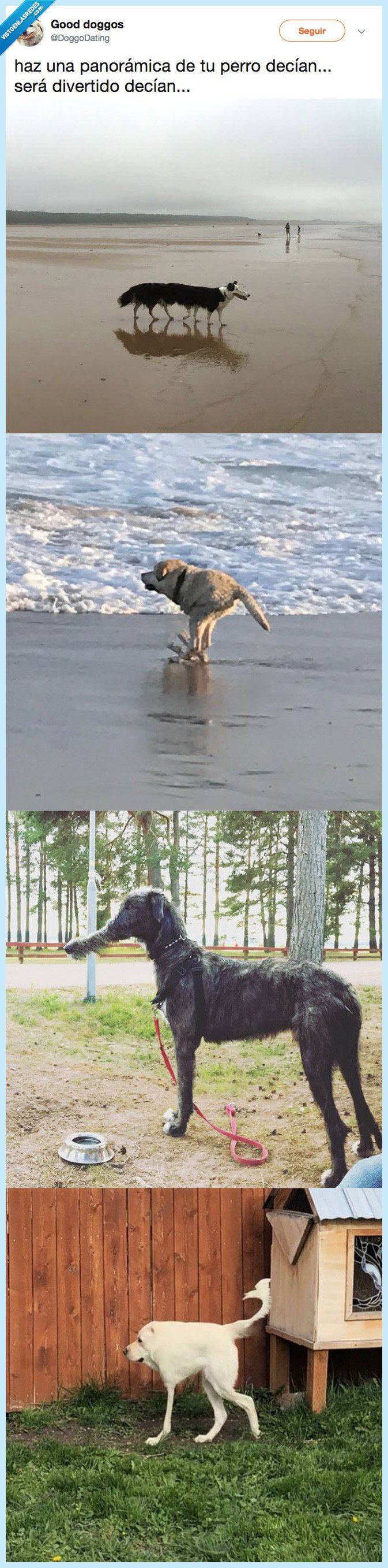 perro,panoramica,da miedo