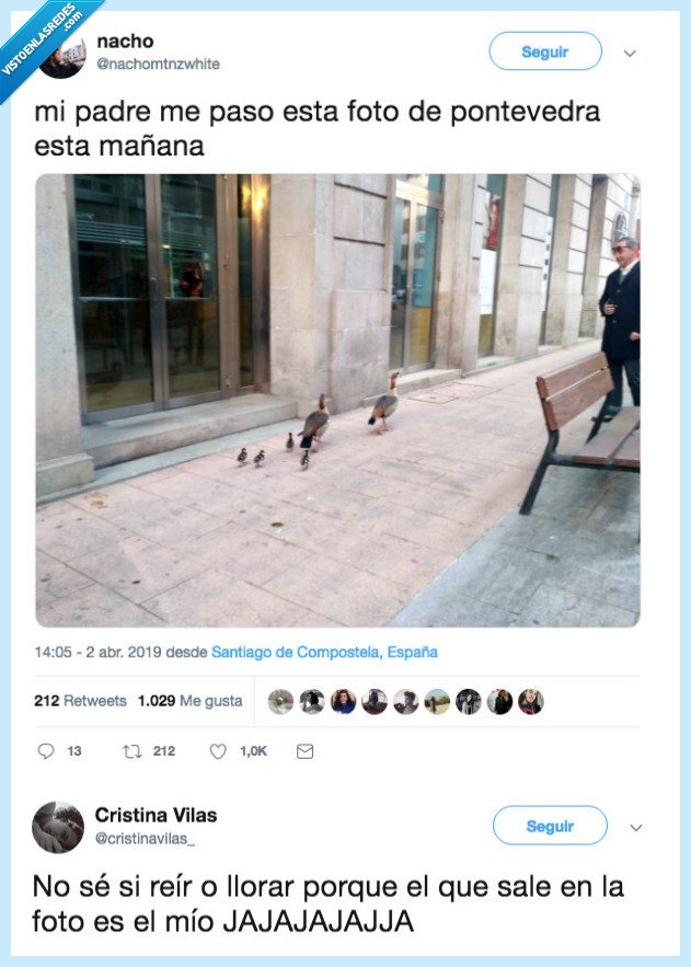 patidifuso,quedar,pato