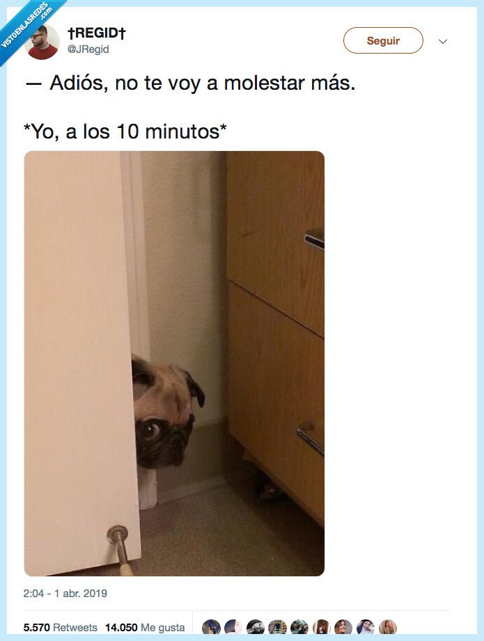 perro,adios,molestar,mperri