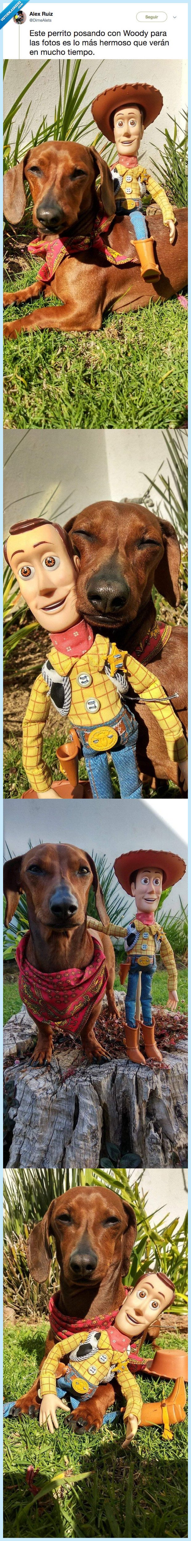 perro,woody,que preciosidad señor