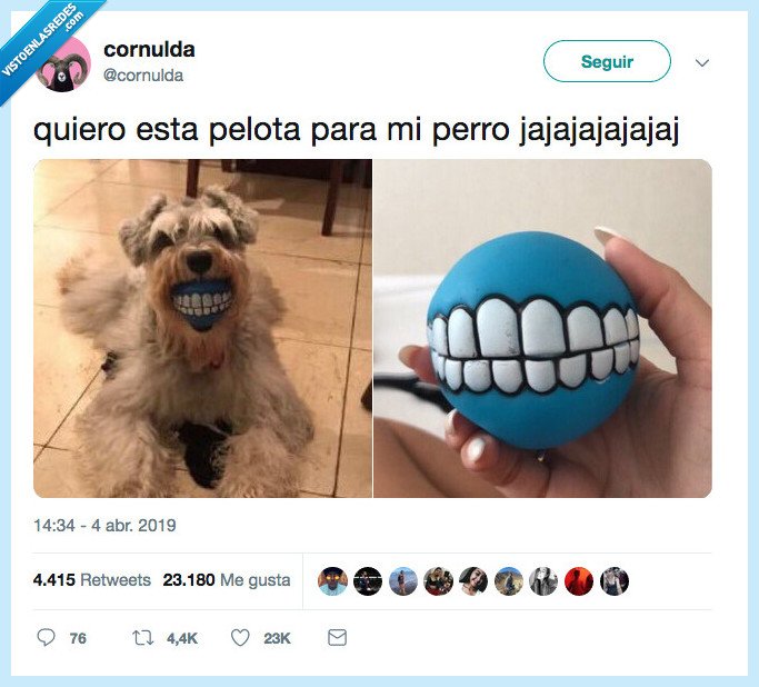 pelota,todo,perro
