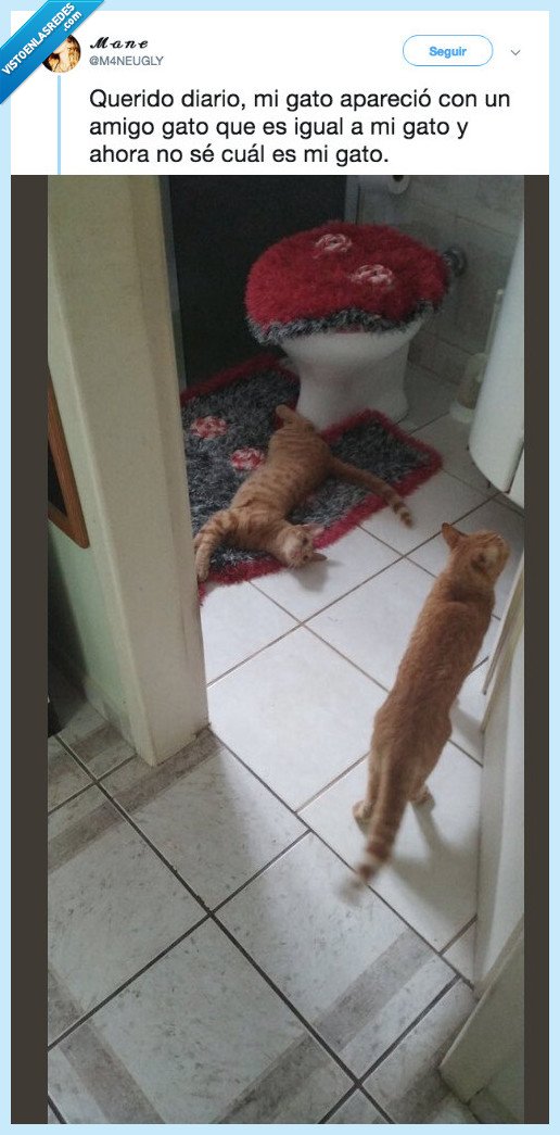 gato,duplicar,diario,aparecer