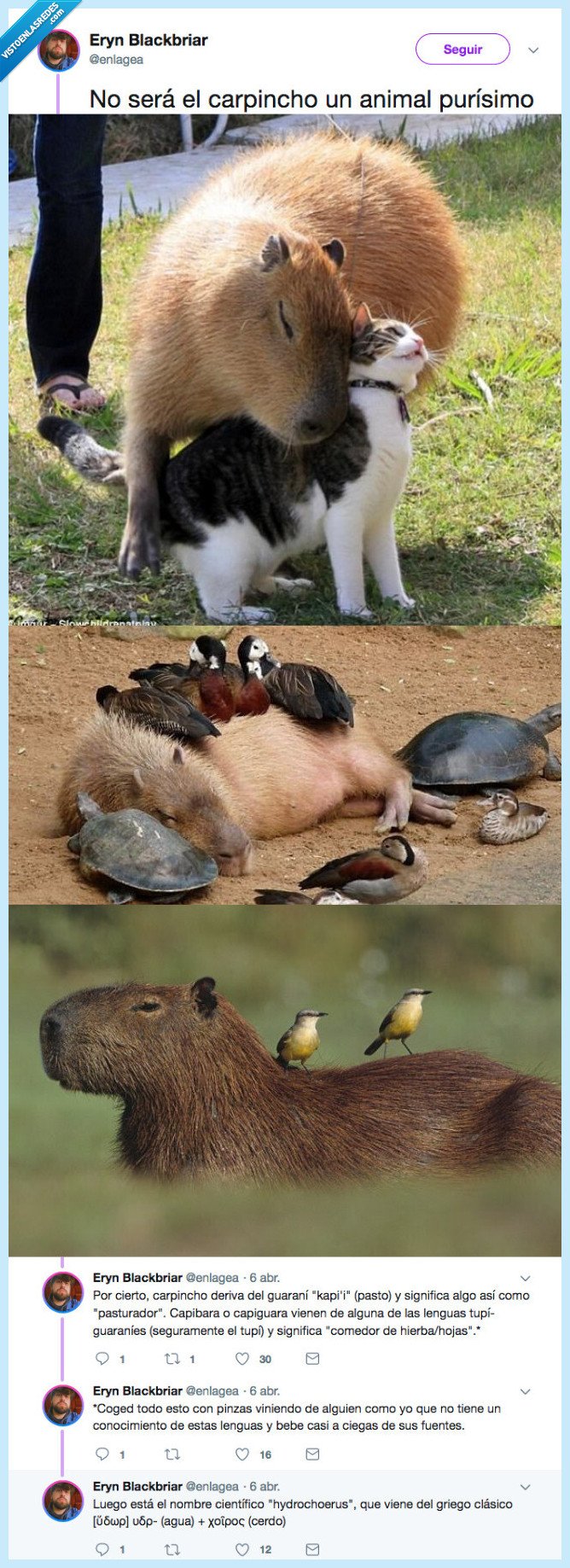 carpincho,vida,es,quiero