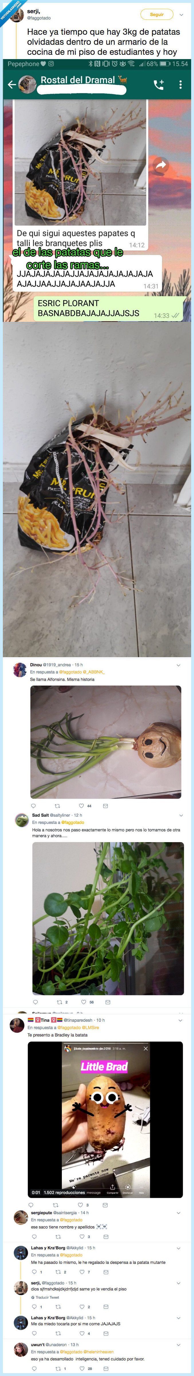 piso estudiantes,encontrar,patatas