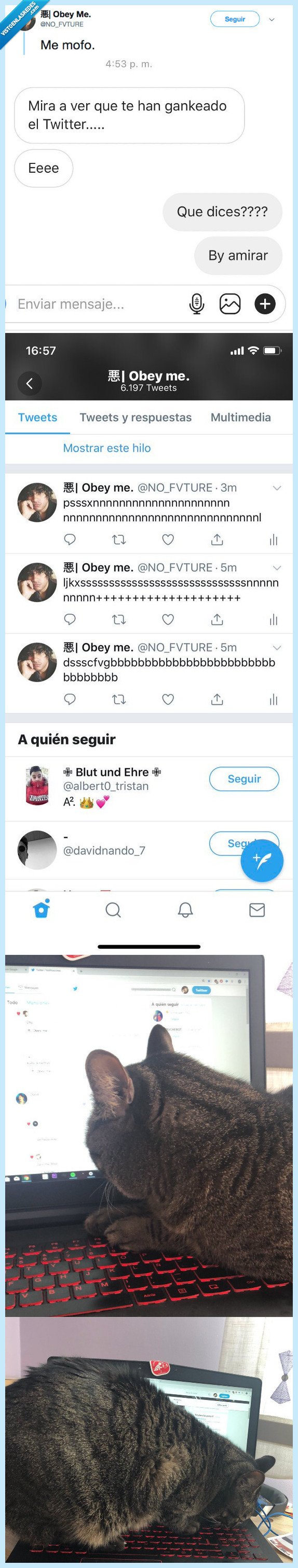 robar,centa,twitter,gato