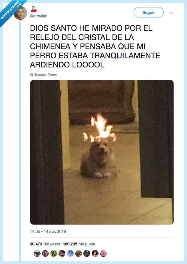 morir,santo,perro,reflejo