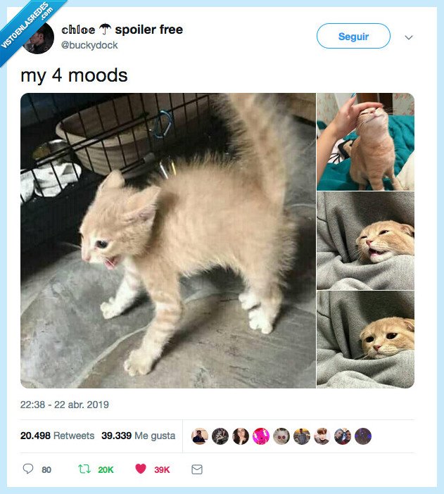 gato,representar,vida