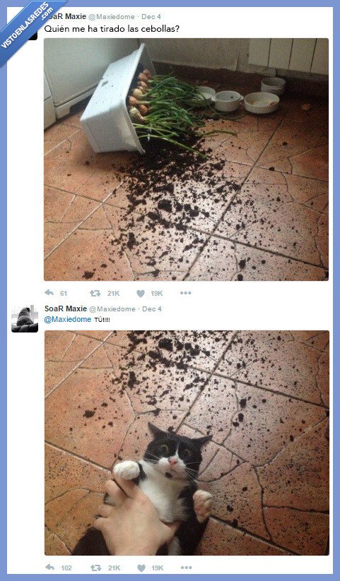 gatos,cebollas,lio,liada