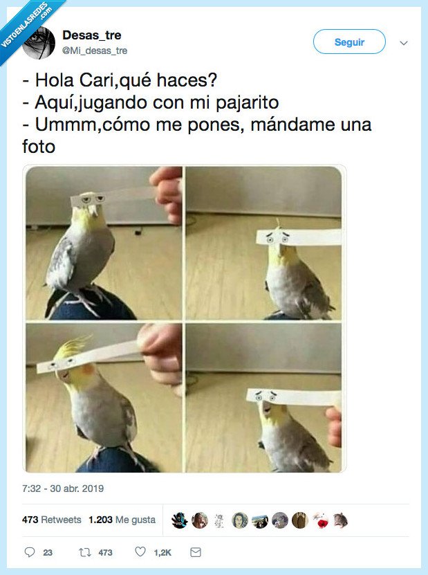 fotos,pajarito,querer