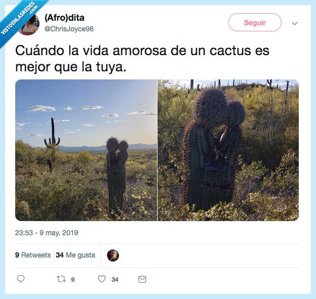 cactus,amor,beso,pareja,vida amorosa