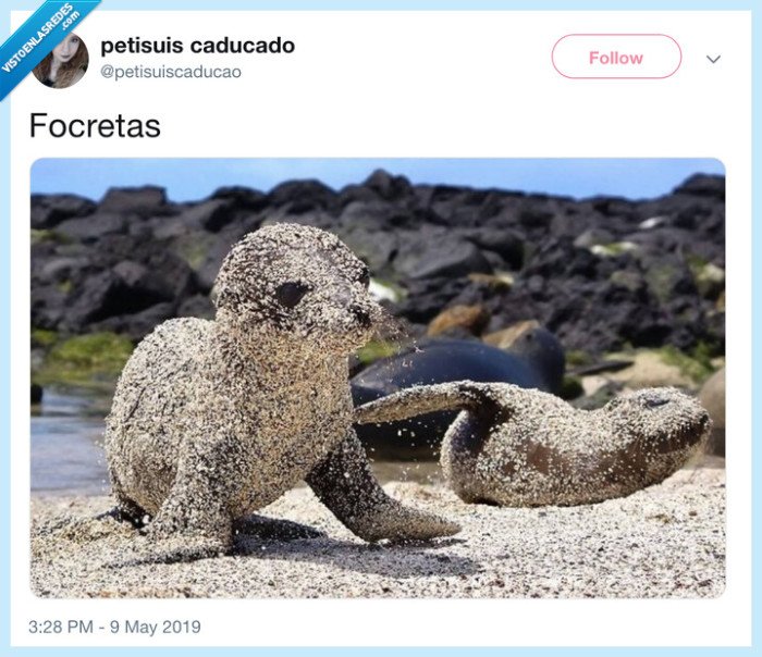 croqueta,foca,focreta