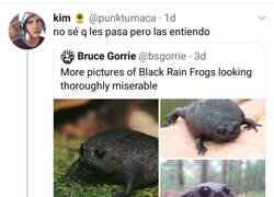 Enlace a Ranas tristes, millenials tristes, por @punktumaca