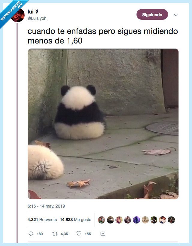 najita,cabreada,panda