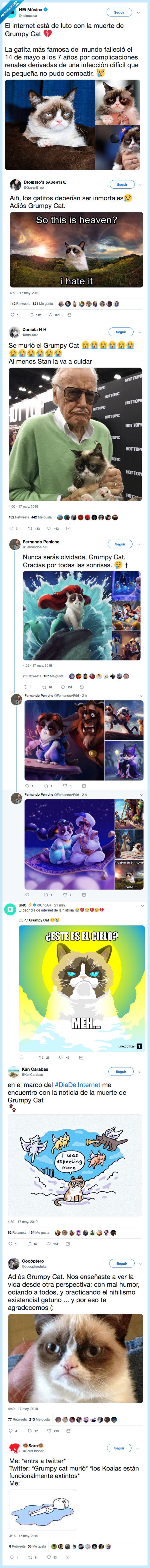 grumpy cat,internet,luto,estar