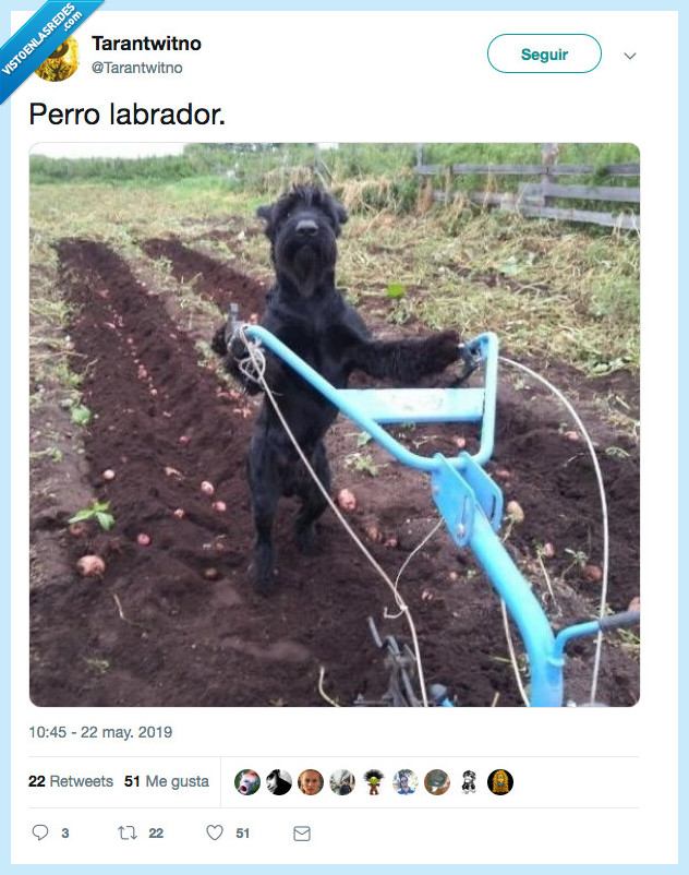 mordedor,labrador,perro