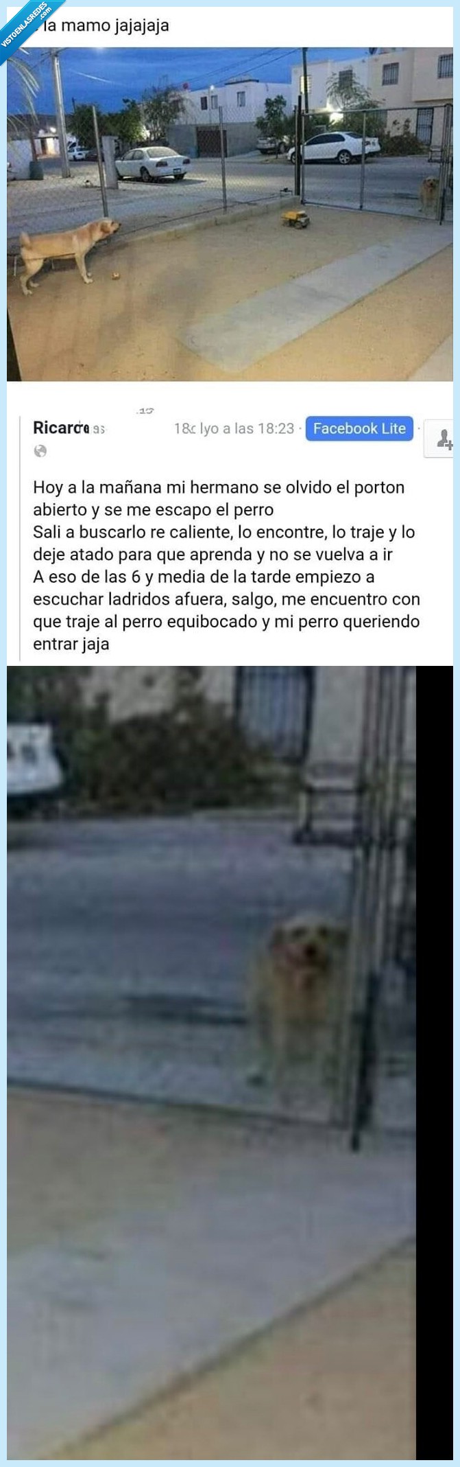 hermano,escapar,perro