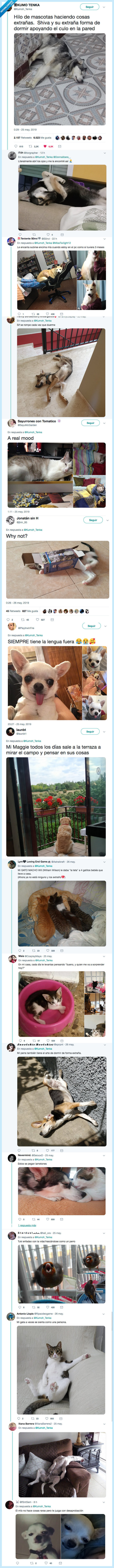 twitter,mascotas,perro,gato,hamster