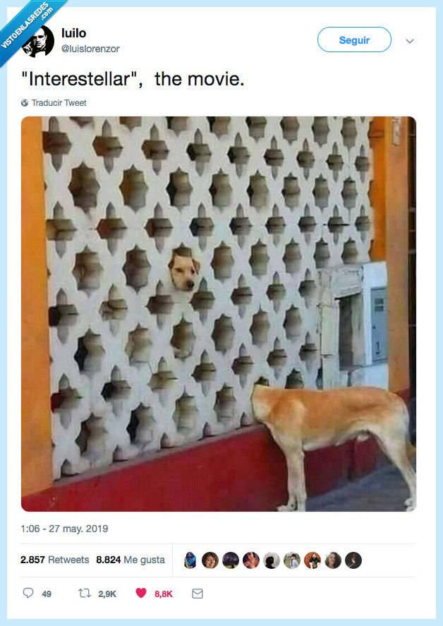 perro,interestellar,pelicula