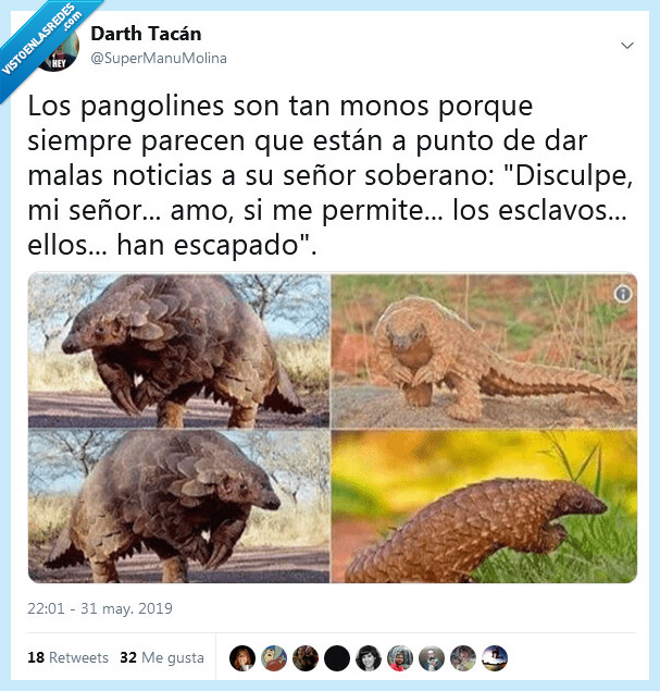 pangolines,señor,noticias
