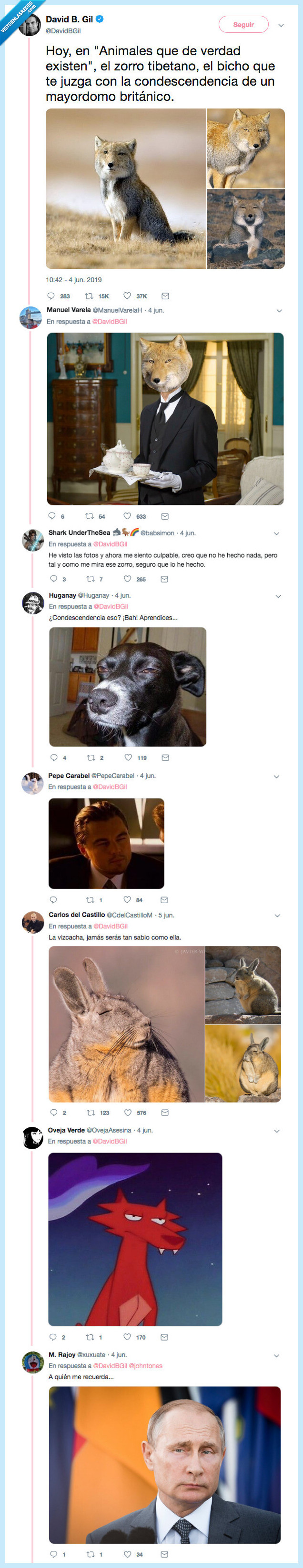 zorro,viral,condescendencia,madre,miradas