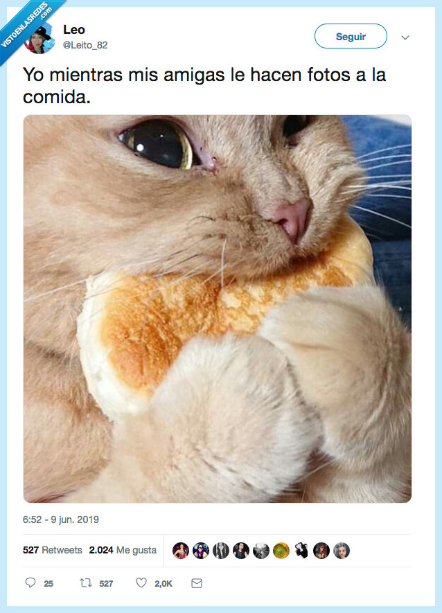 gato,amiga,fotos,comida