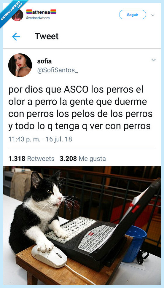 gato,pillar,twitter,hacer de las suyas