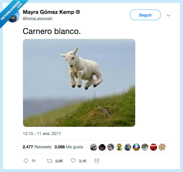 saltar,alto,carnero blanco