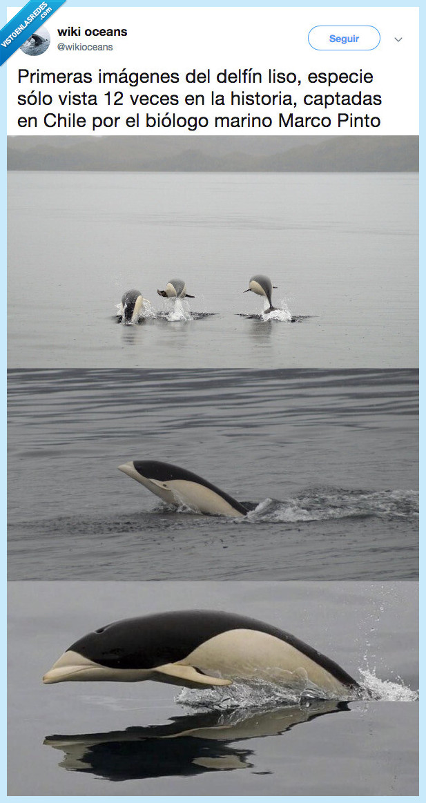 descubrir,delfin,delfin liso,imágenes