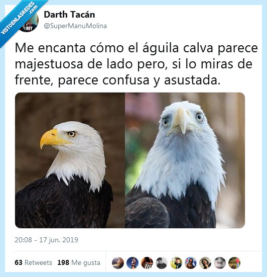 &aacute;guila,calva,majestuosa,confusa