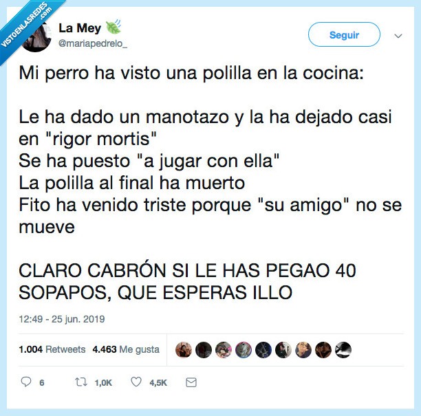 perro,polillo,manotazo