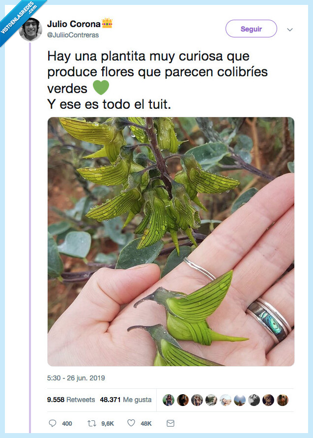 curiosidad,dia,planta,flores