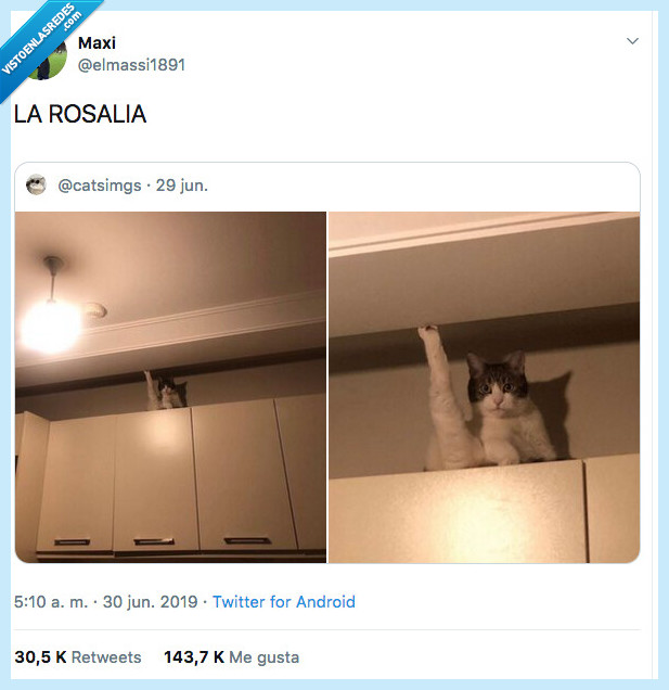 rosal&iacute;a,bajate,gato,estanteria