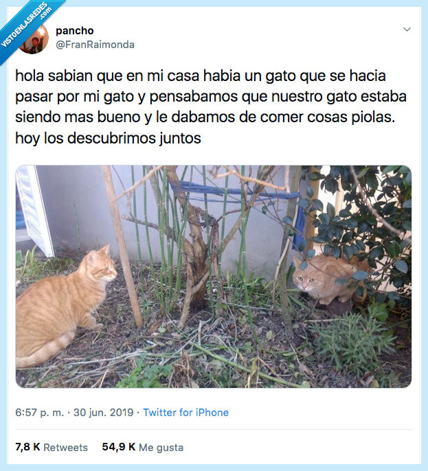 gato,infiltrar,pensar,bueno,comer