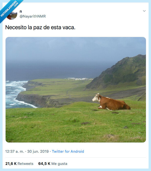 ansiedad,vaca,paz