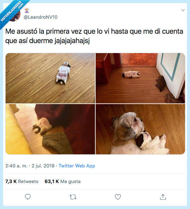 desmayo,vida,perro,tumbar