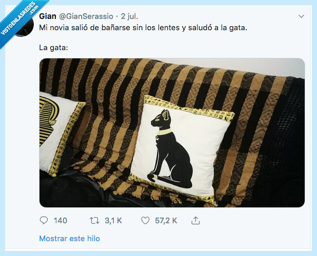 gata,gafas,dioptrías,cojín