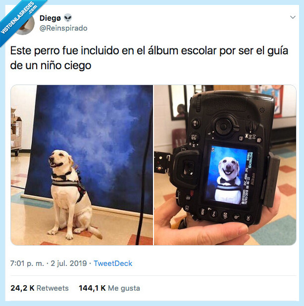 morir,amor,perro,ciego,servicio