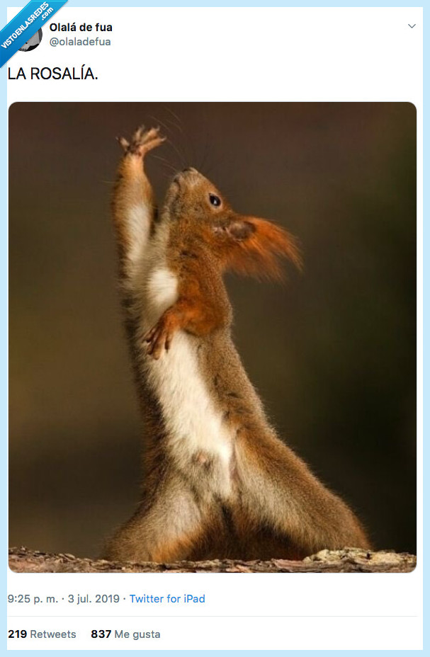 ardillas,bailar,rosalia