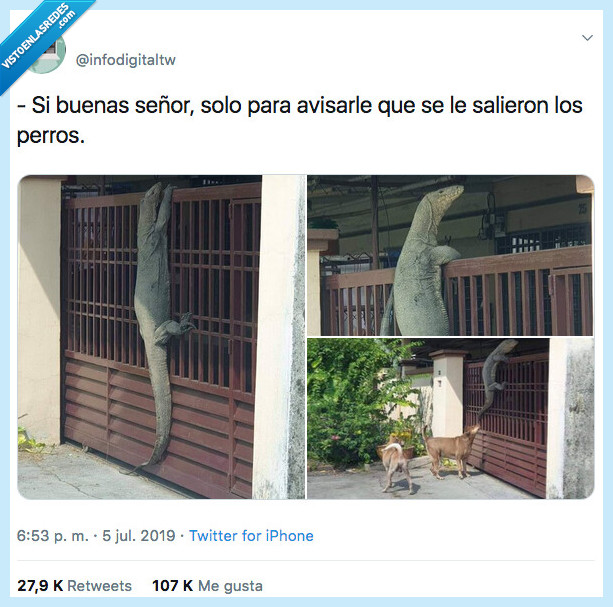 cocodrilo,perros,vecino