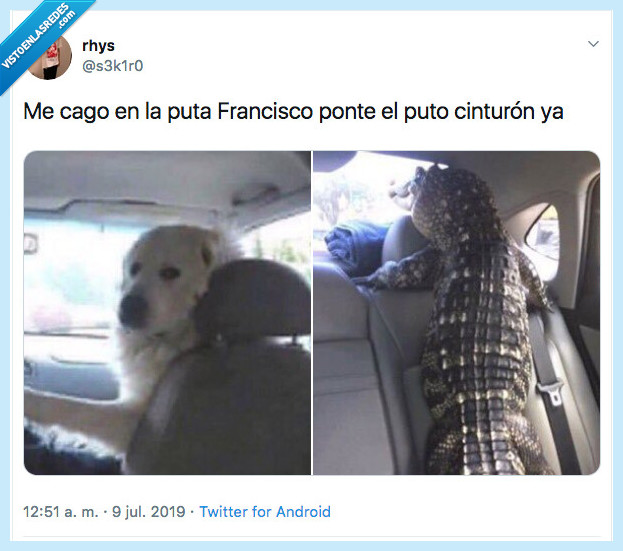 cintur&oacute;n,perro,cocodrilo