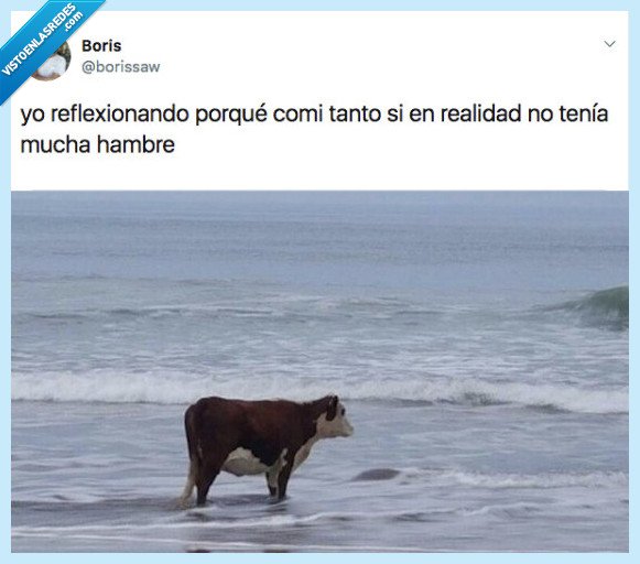 vaca,llena,sentir